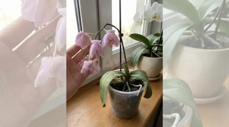 Orchidea in vaso trasparente con fiori appassiti vicino a una finestra