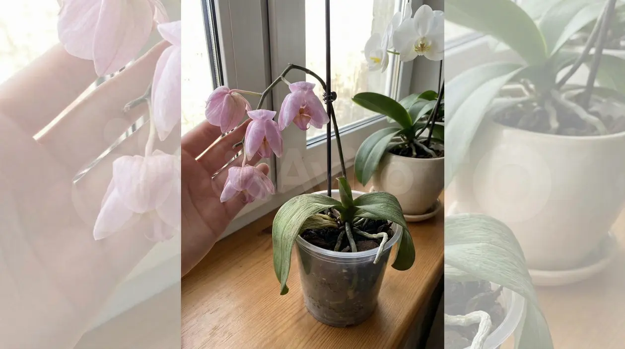 Orchidea in vaso trasparente con fiori appassiti vicino a una finestra